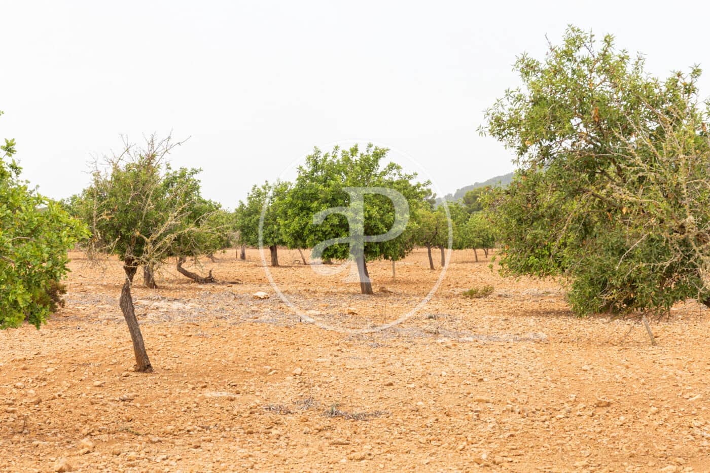 Ubebygd land til salgs i Manacor - € 390 000 (Ref: 8719057)