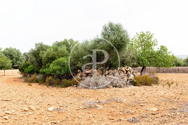 Undeveloped Land for sale in Manacor - € 390,000 (Ref: 8719057)