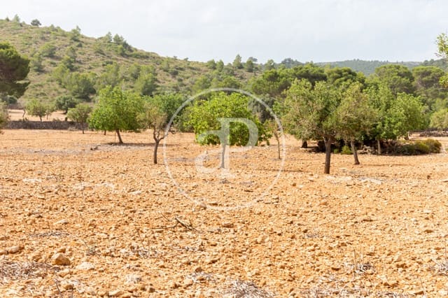 Undeveloped Land for sale in Manacor - € 390,000 (Ref: 8719057)