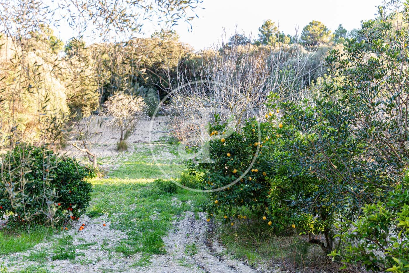 Grunde uden byggetilladelser til salg i Santa Margalida - € 450.000 (Ref: 8719068)