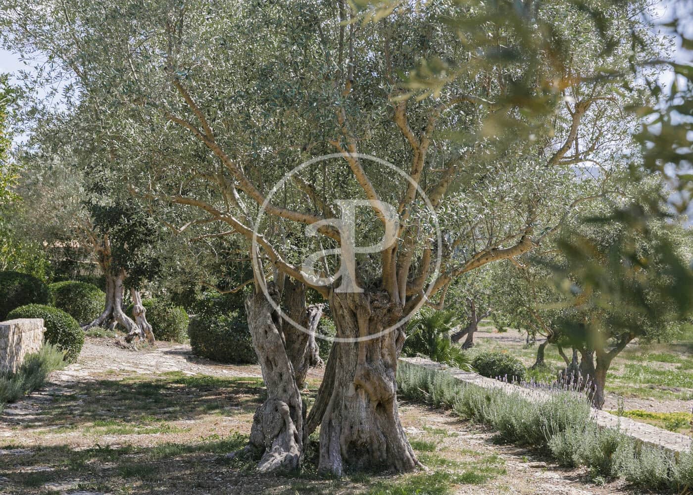 6 camera da letto Villa da affittare in Pollensa / Pollenca con piscina - 10.000 € (Rif: 8726610)