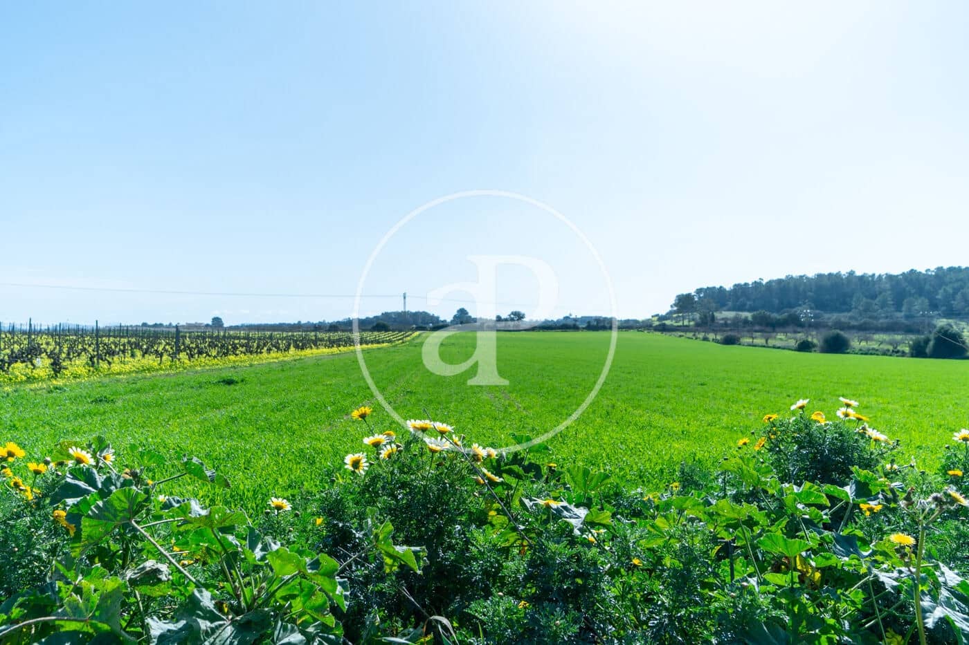 Mark till salu i Porreres - 235 000 € (Ref: 8827969)