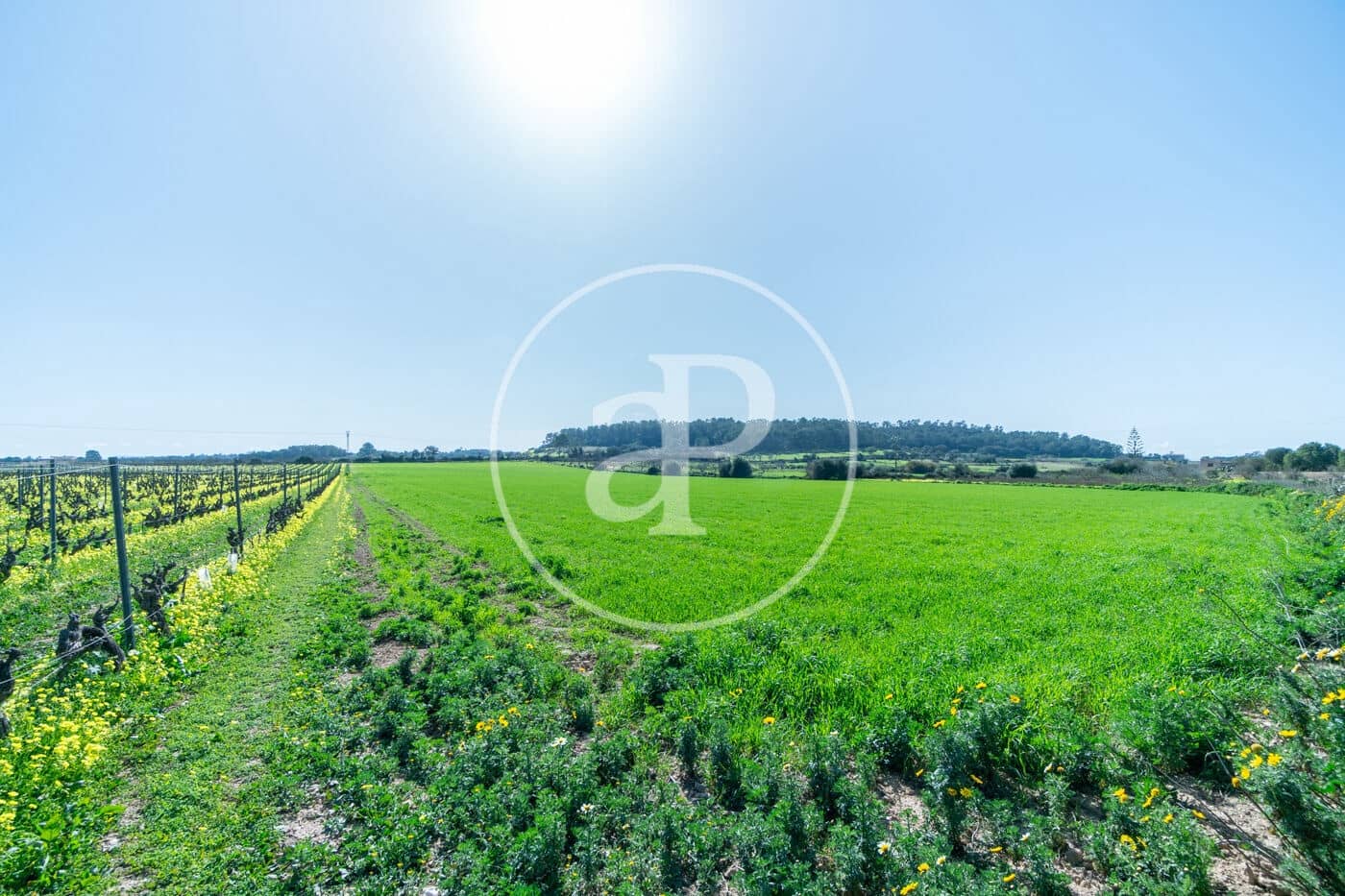 Mark till salu i Porreres - 235 000 € (Ref: 8827969)