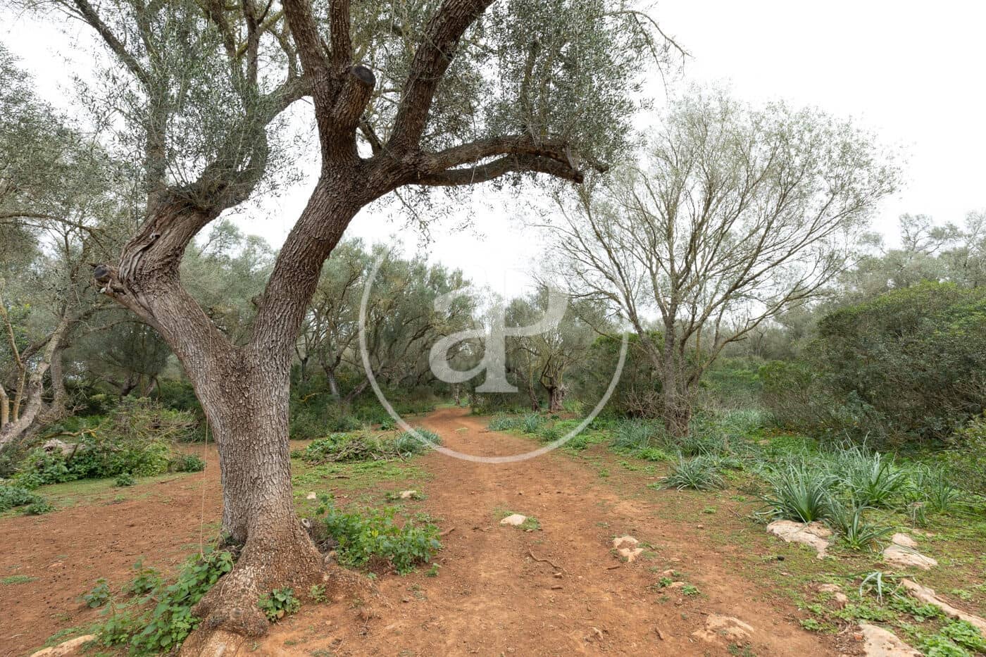 Teren niezagospodarowany na sprzedaż w Felanitx - 790 000 € (Ref: 8839257)