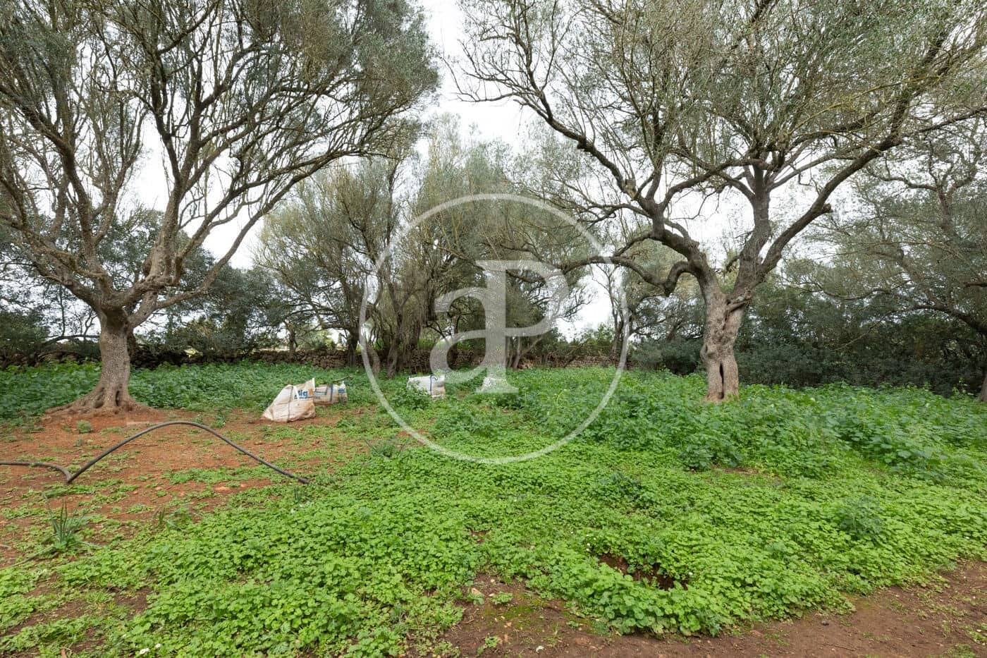 Teren niezagospodarowany na sprzedaż w Felanitx - 790 000 € (Ref: 8839257)