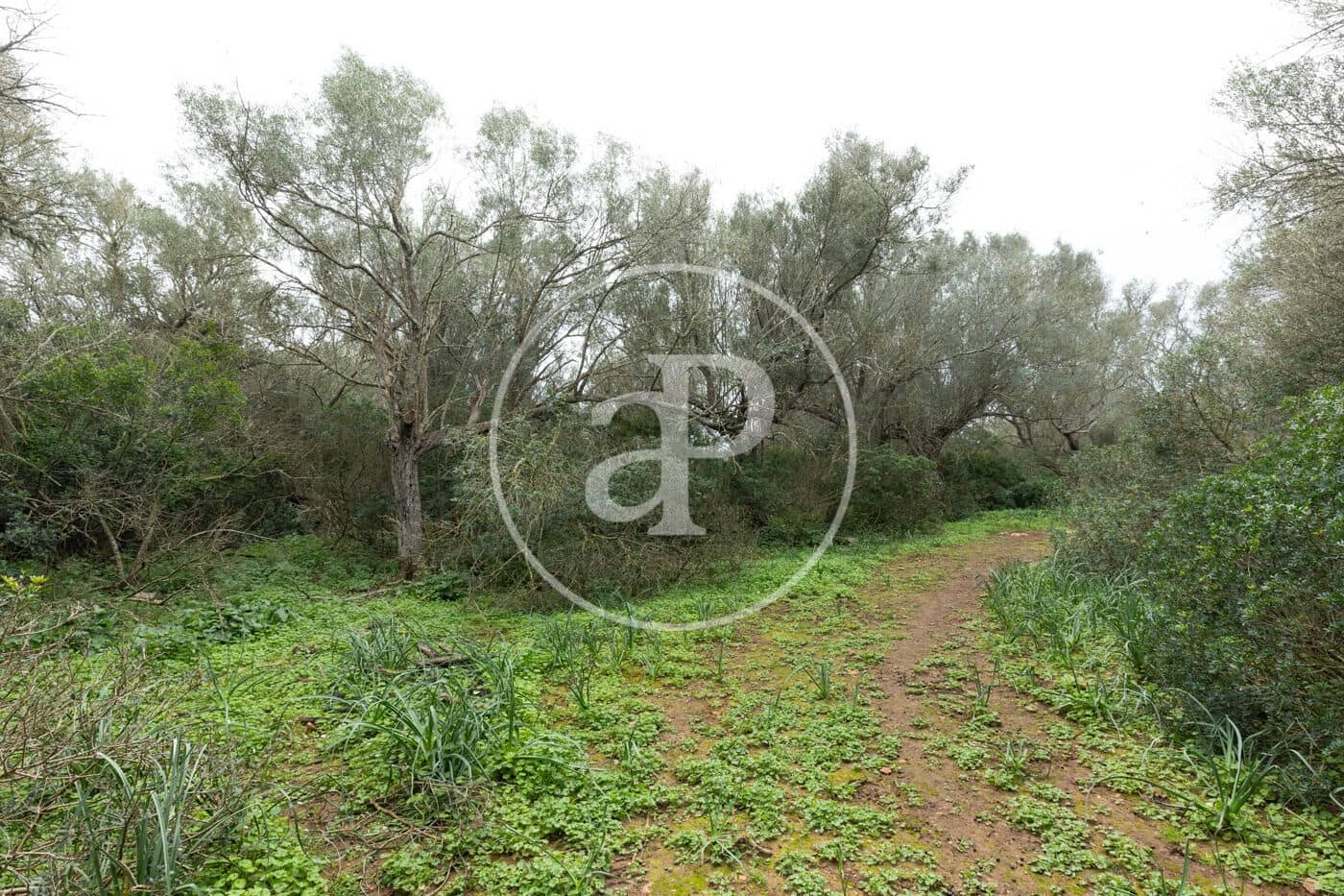 Teren niezagospodarowany na sprzedaż w Felanitx - 790 000 € (Ref: 8839257)