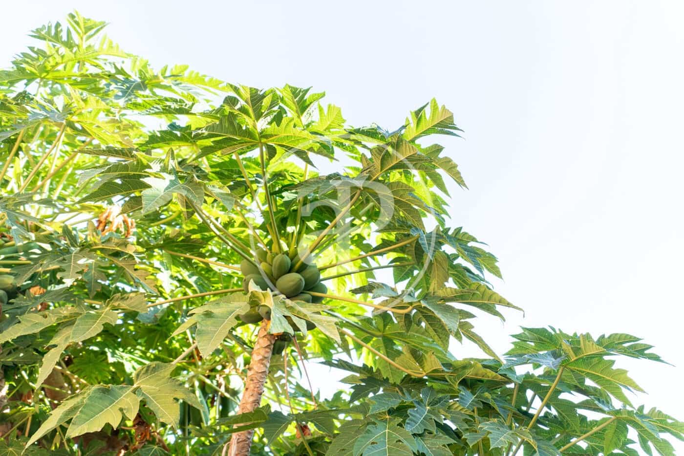 Chalet de 2 habitaciones en Palma de Mallorca en venta - 555.000 € (Ref: 9372018)