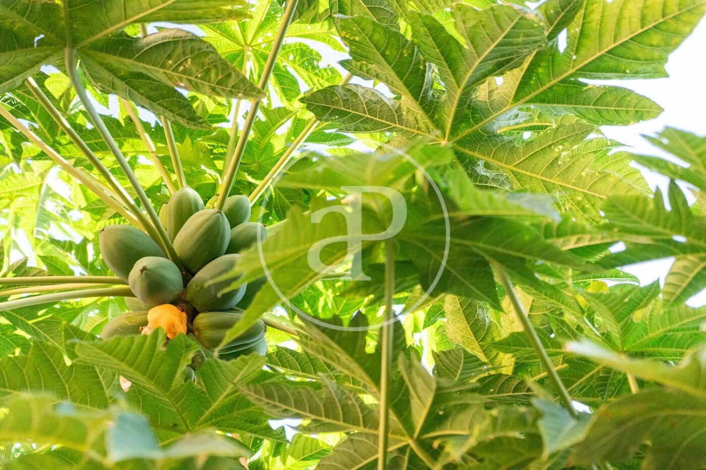 Chalet de 2 habitaciones en Palma de Mallorca en venta - 555.000 € (Ref: 9372018)