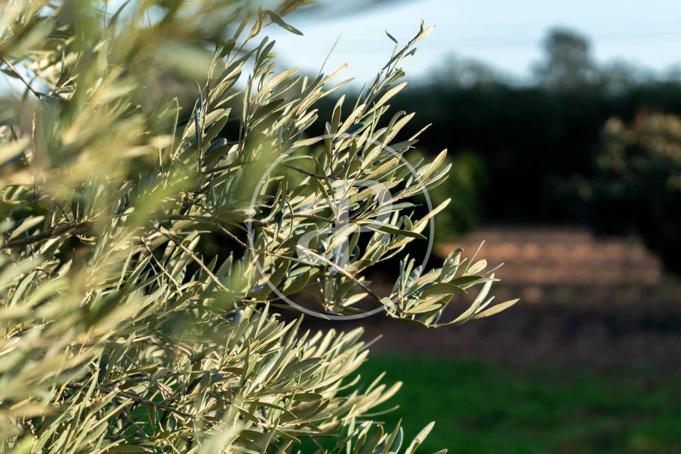 4 soverom Villa til leie i Son Veri Nou med svømmebasseng - € 6 000 (Ref: 9398509)