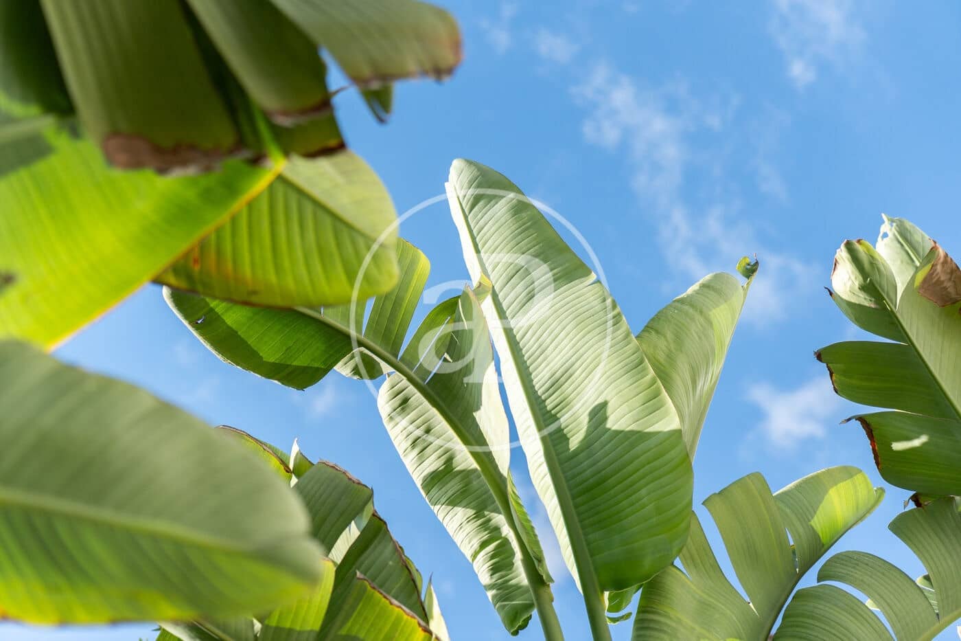 3 chambre Appartement à vendre à Palma de Mallorca avec piscine - 1 290 000 € (Ref: 9414120)