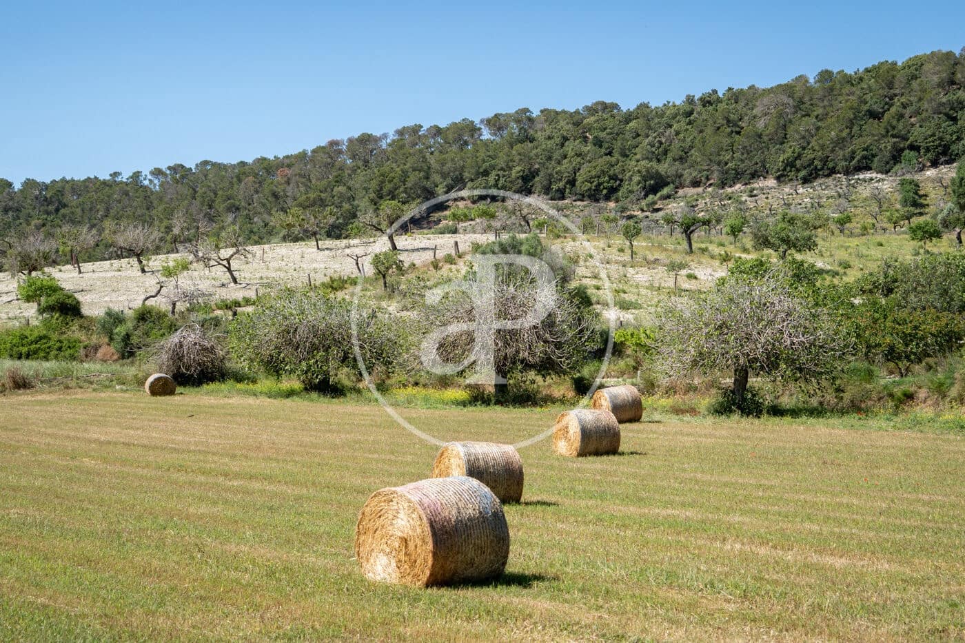 Undeveloped Land for sale in Montuiri - € 775,000 (Ref: 9833681)