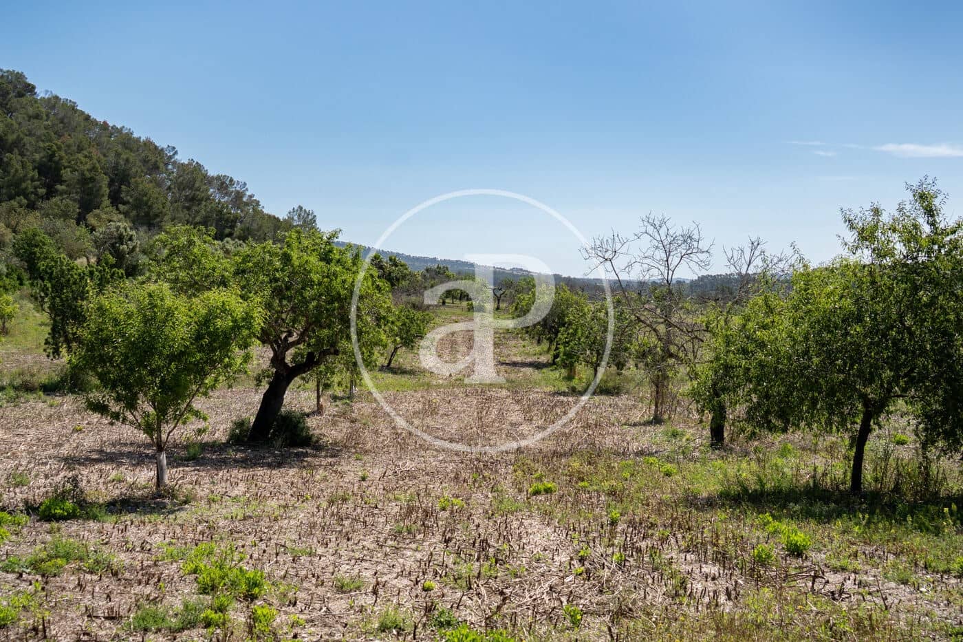 Undeveloped Land for sale in Montuiri - € 775,000 (Ref: 9833681)