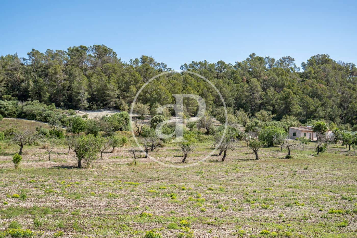 Undeveloped Land for sale in Montuiri - € 775,000 (Ref: 9833681)