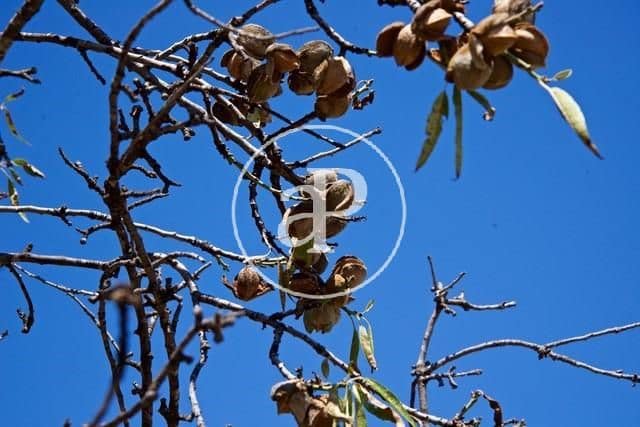 Grunde uden byggetilladelser til salg i Olocau - € 190.000 (Ref: 7598650)