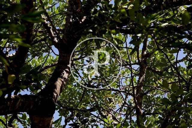 Grunde uden byggetilladelser til salg i Olocau - € 190.000 (Ref: 7598650)