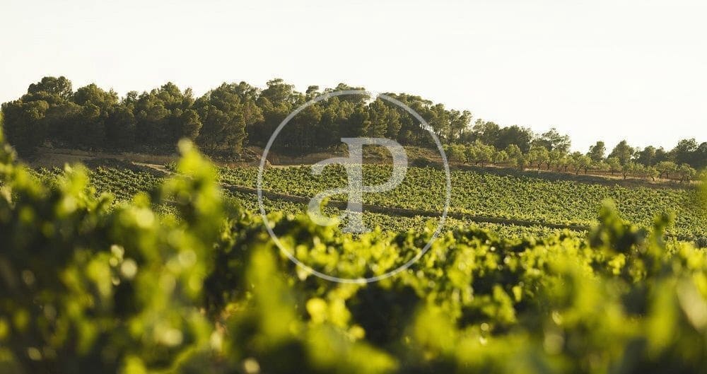 18 chambre Appartement à vendre à Utiel - 900 000 € (Ref: 9271493)