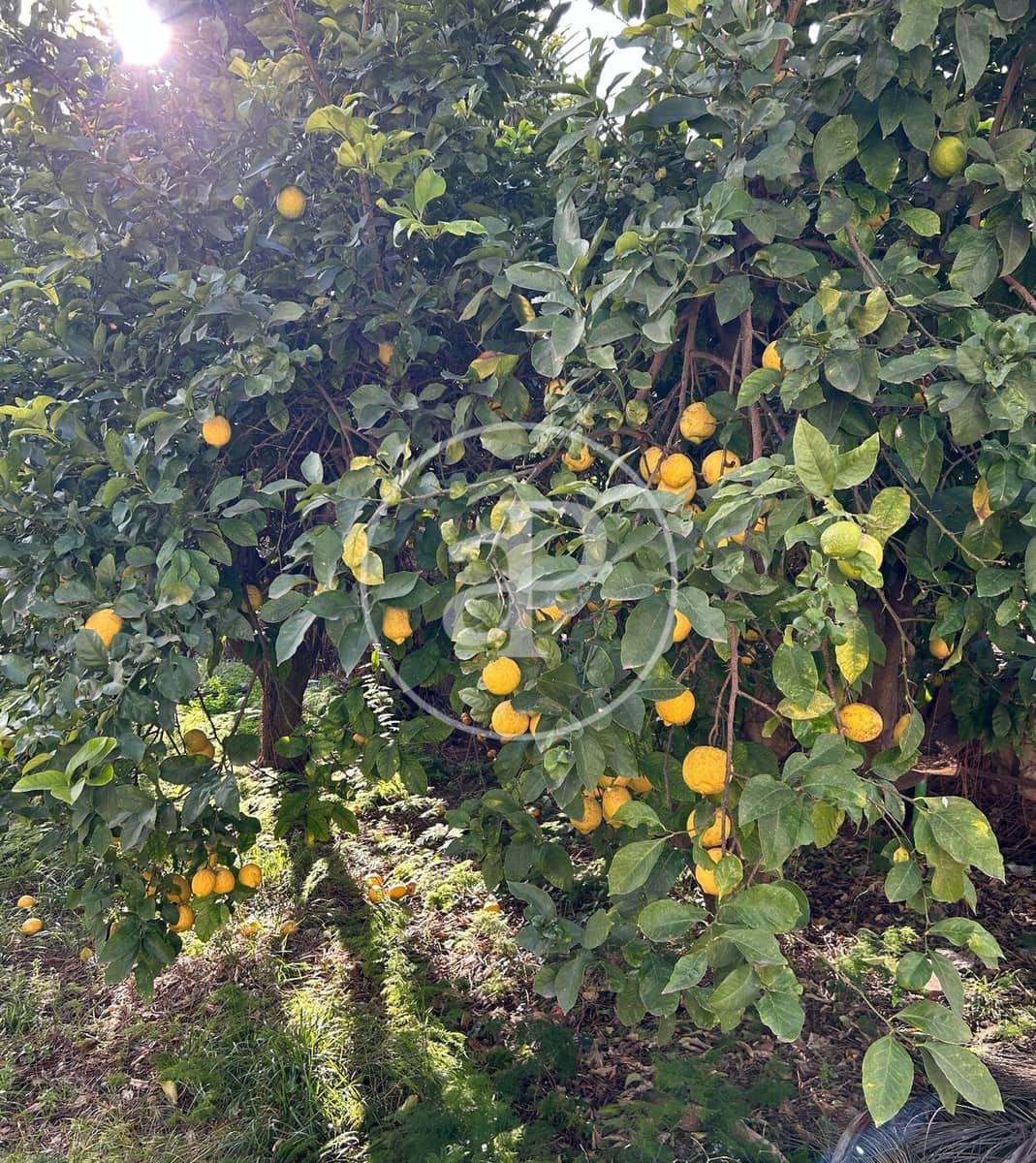 3 soveværelse Villa til salg i Torrent med swimmingpool - € 450.000 (Ref: 9525678)