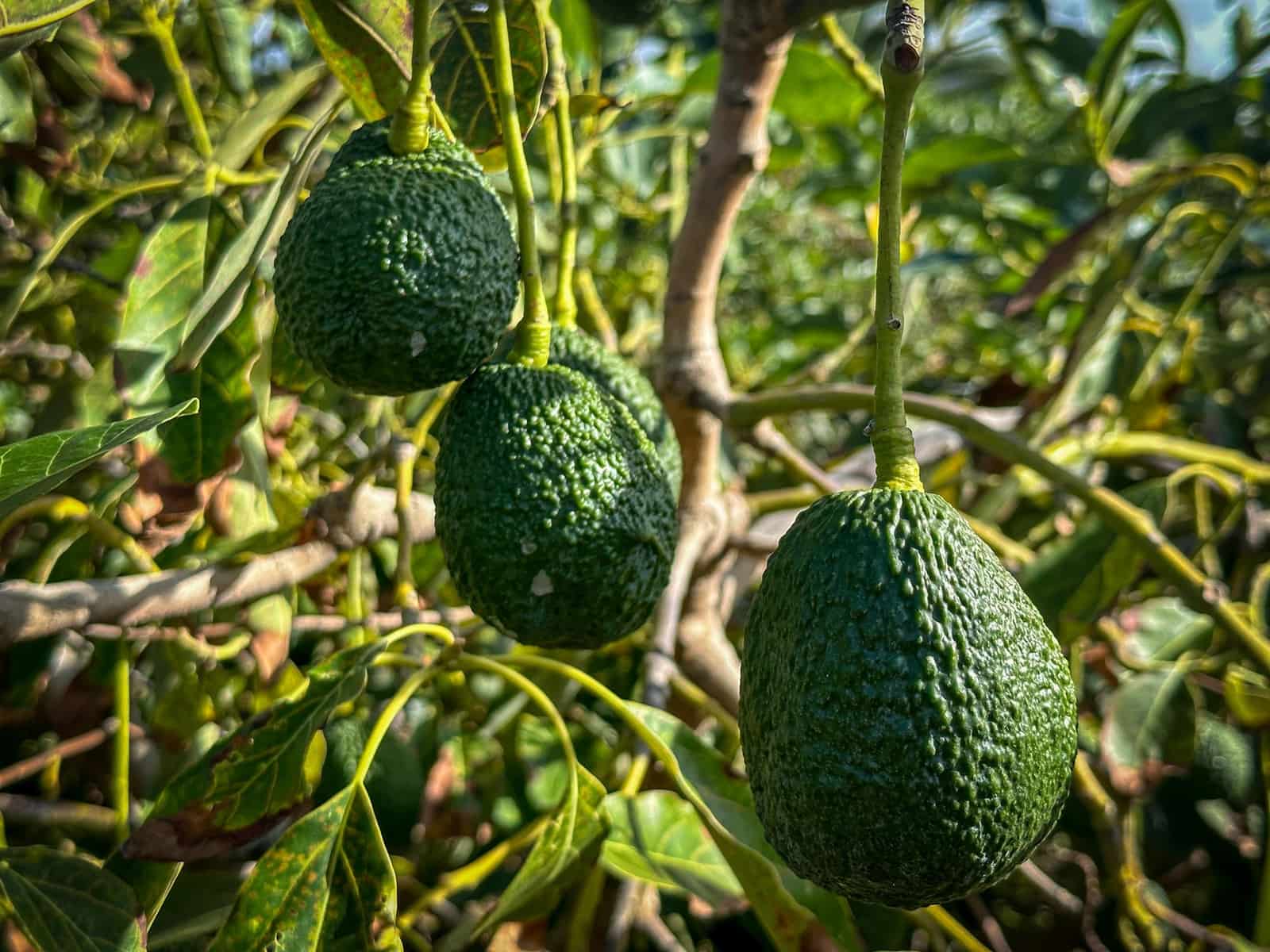 3 soverom Villa til salgs i Tegueste med svømmebasseng - € 4 000 000 (Ref: 9128921)