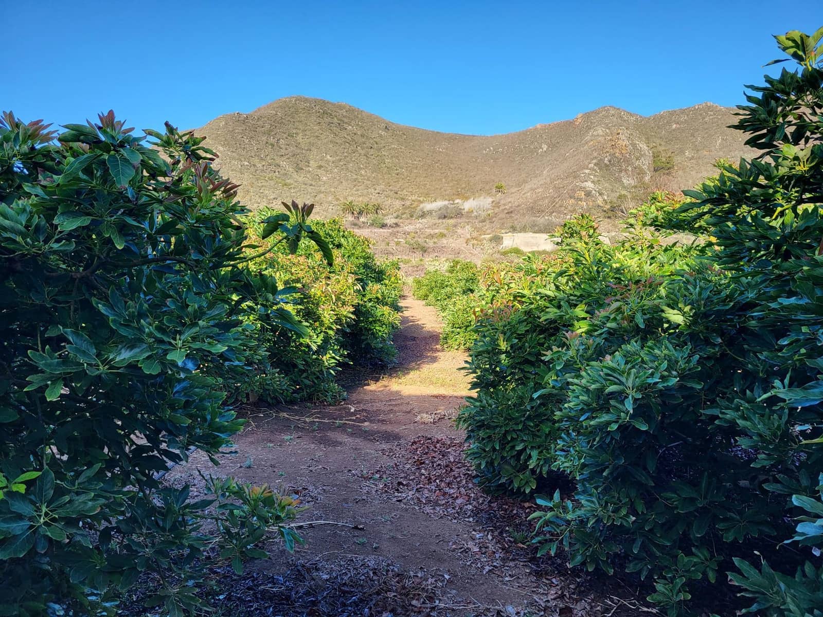 3 soverom Villa til salgs i Tegueste med svømmebasseng - € 4 000 000 (Ref: 9128921)