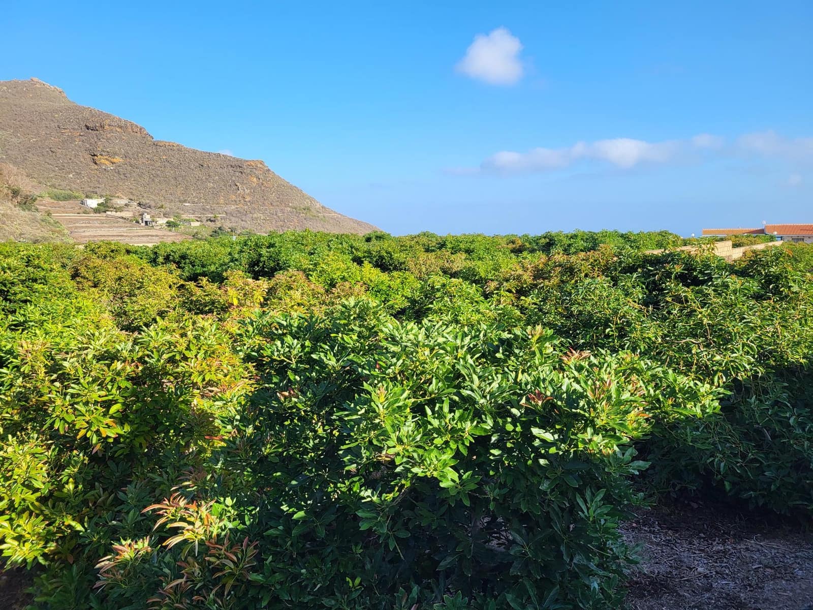 3 soverom Villa til salgs i Tegueste med svømmebasseng - € 4 000 000 (Ref: 9128921)