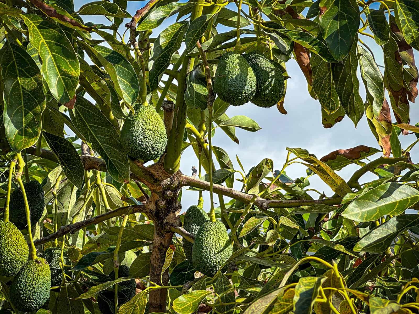 3 soverom Villa til salgs i Tegueste med svømmebasseng - € 4 000 000 (Ref: 9128921)