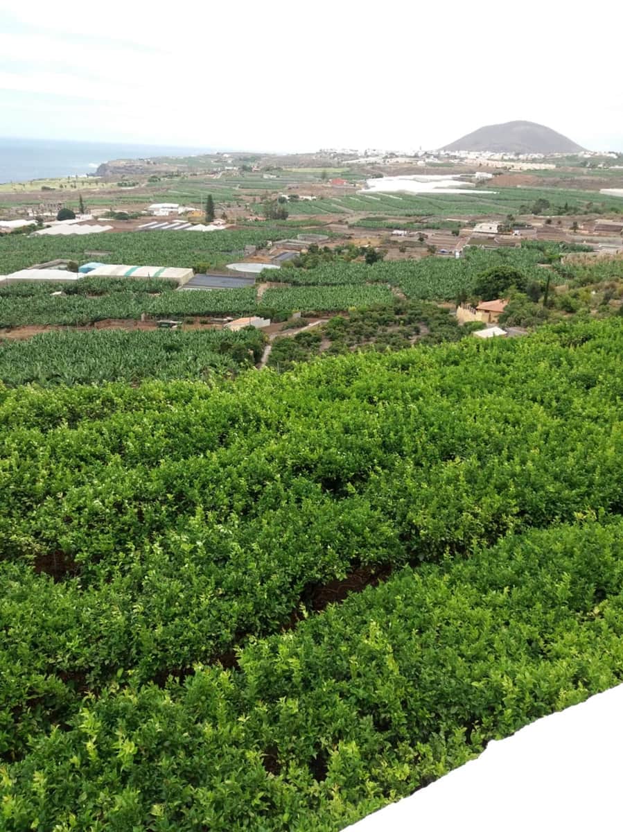 Grond te koop in Buenavista del Norte - € 465.000 (Ref: 9148014)