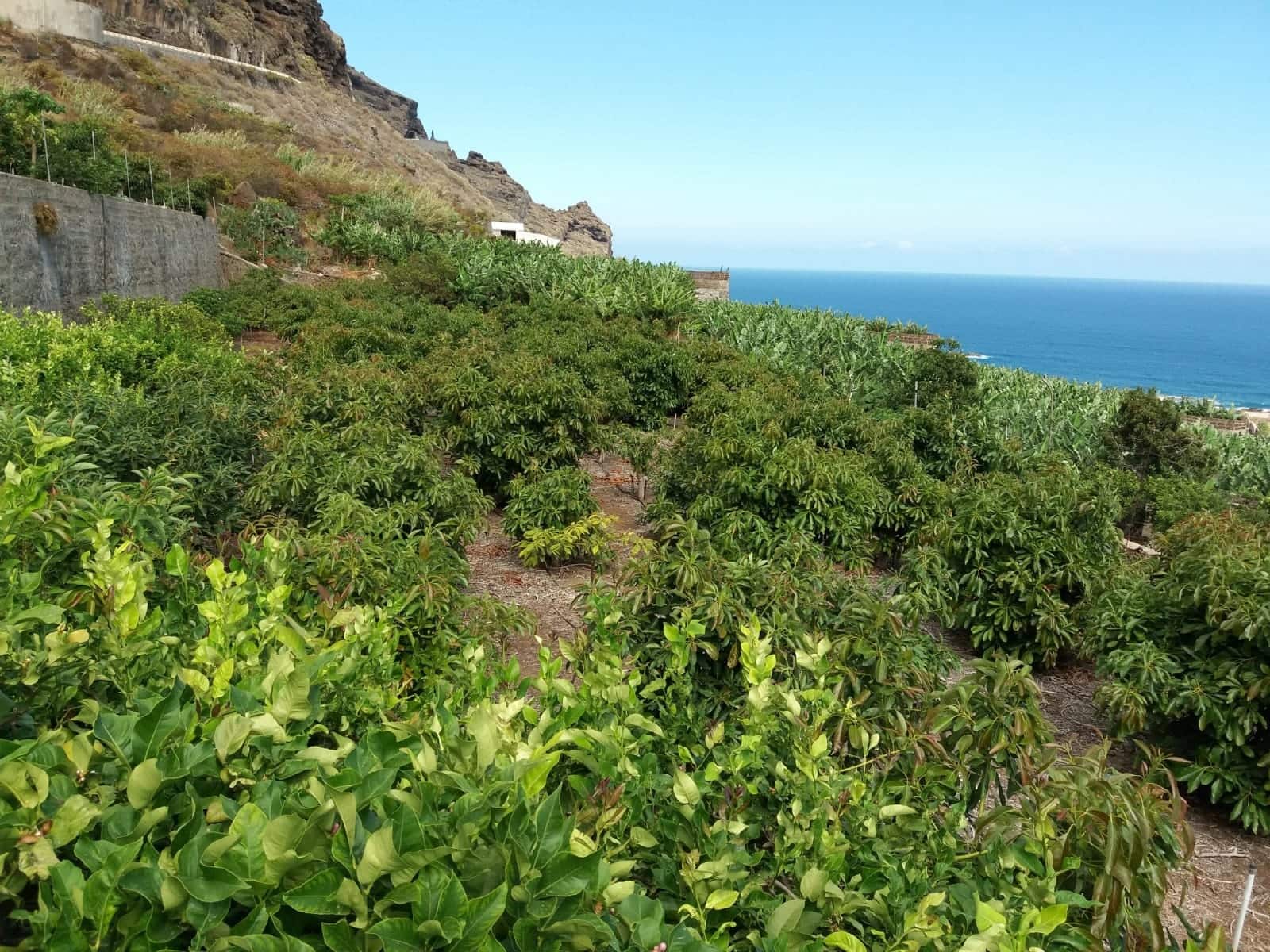 Grond te koop in Buenavista del Norte - € 465.000 (Ref: 9148014)