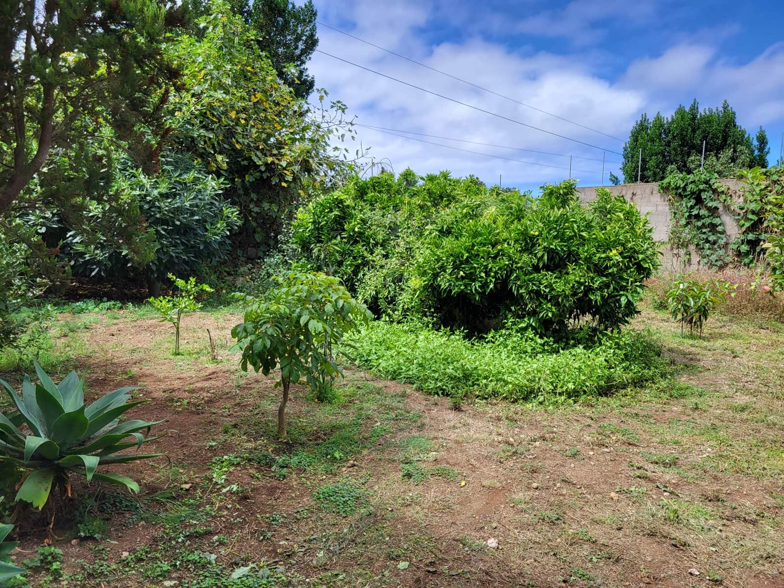 3 slaapkamer Villa te koop in Icod de los Vinos - € 335.000 (Ref: 9271561)