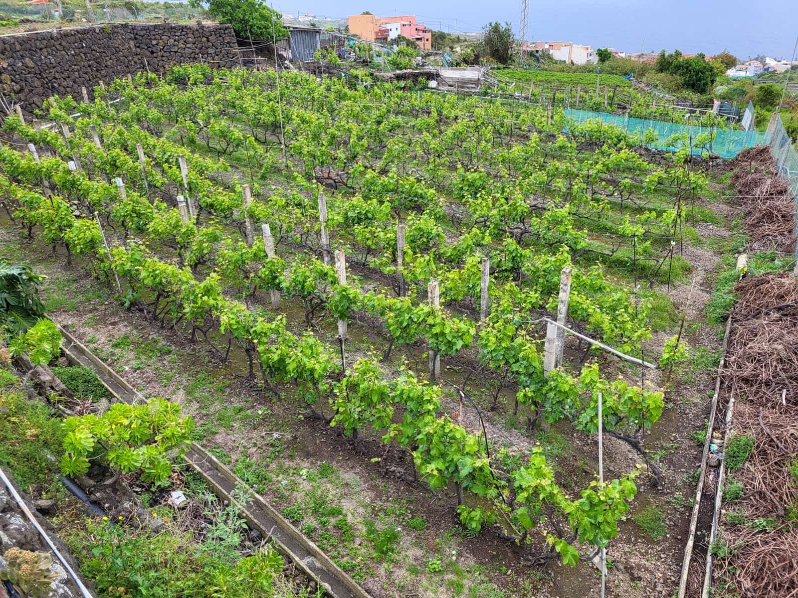 3 soveværelse Villa til salg i Icod de los Vinos - € 275.000 (Ref: 9777322)