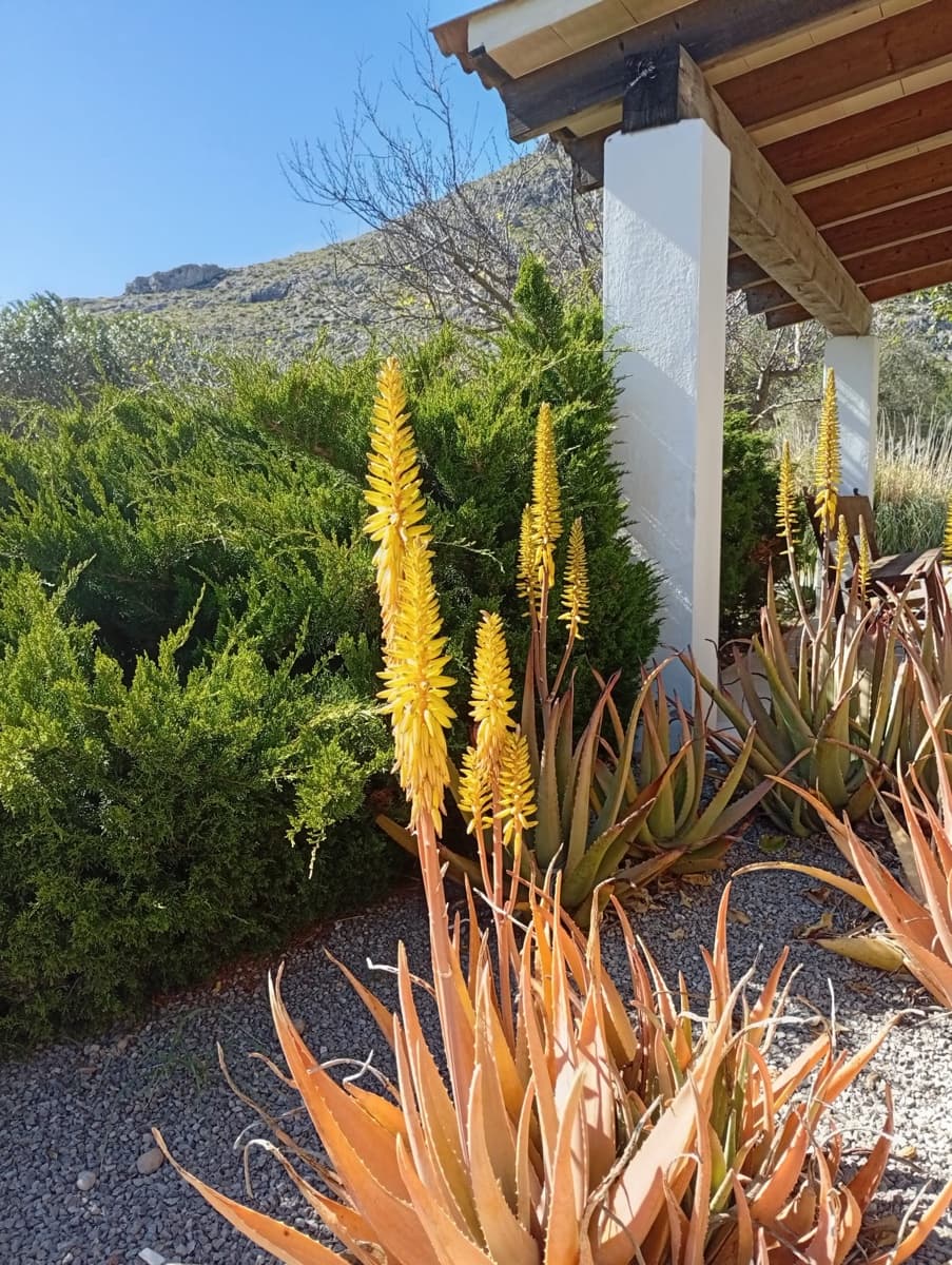 4 bedroom Finca/Country House for sale in Pollensa / Pollenca with pool garage - € 1,175,000 (Ref: 9927998)