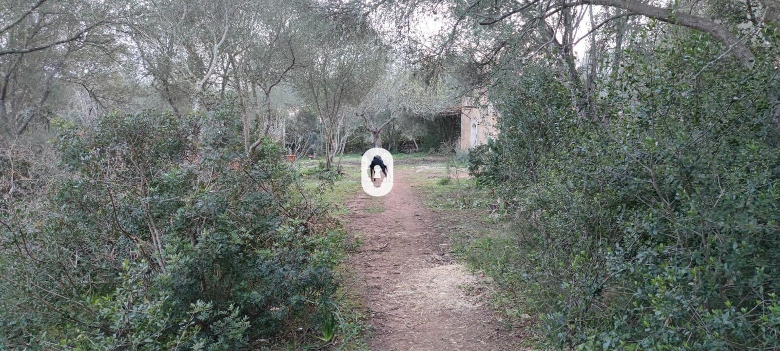 Bauplatz zu verkaufen in Llubi - 175.000 € (Ref: 9470514)