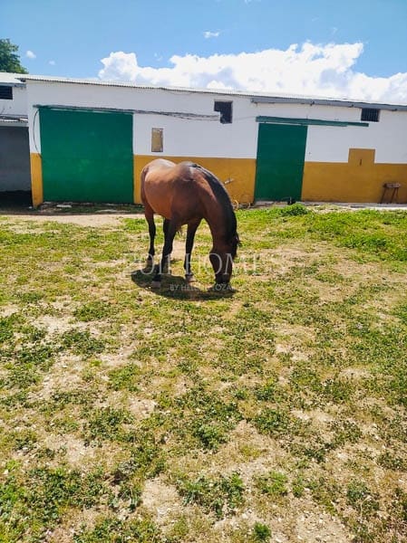 Erhverv til salg i La Roda de Andalucia med garage - € 495.000 (Ref: 8305979)