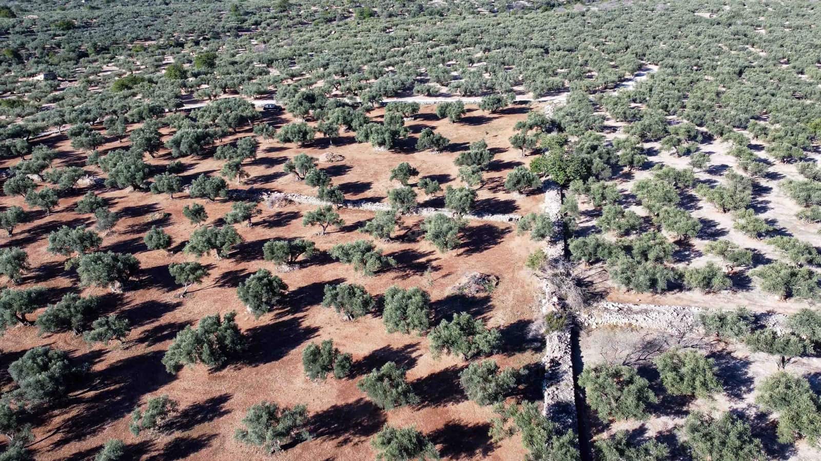 Ruin til salgs i Roquetes - € 32 000 (Ref: 8045702)