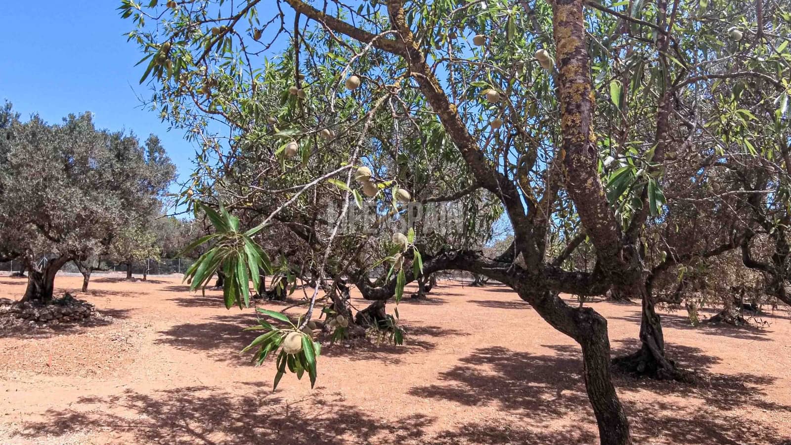 2 soveværelse Finca/Landehus til salg i Aldover med swimmingpool - € 82.000 (Ref: 8311795)