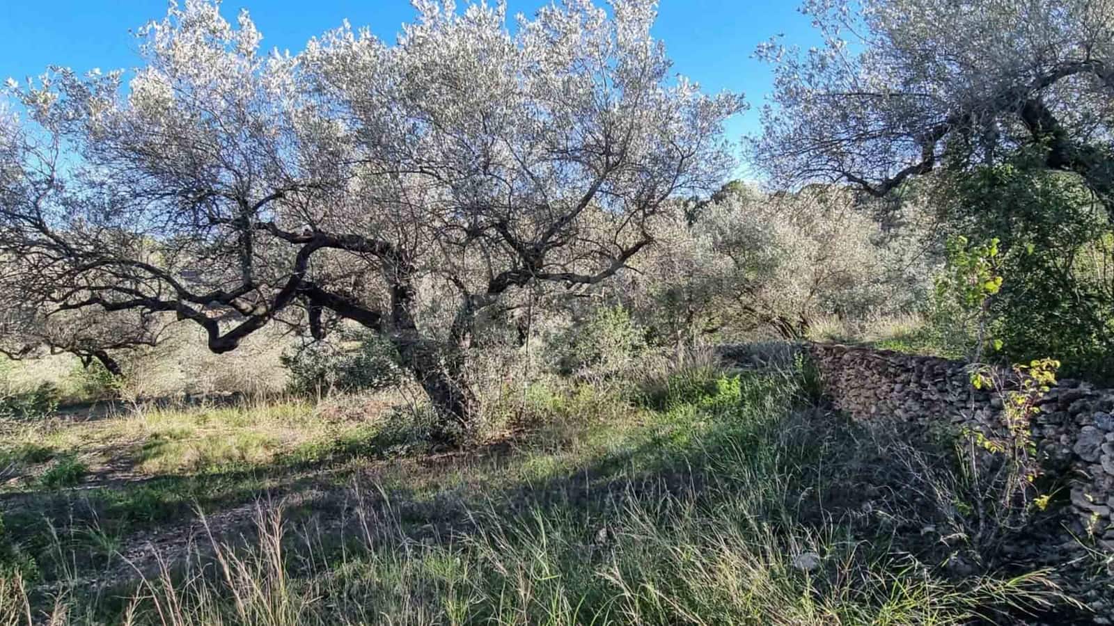 3 soveværelse Finca/Landehus til salg i El Perello med swimmingpool - € 295.000 (Ref: 8567597)