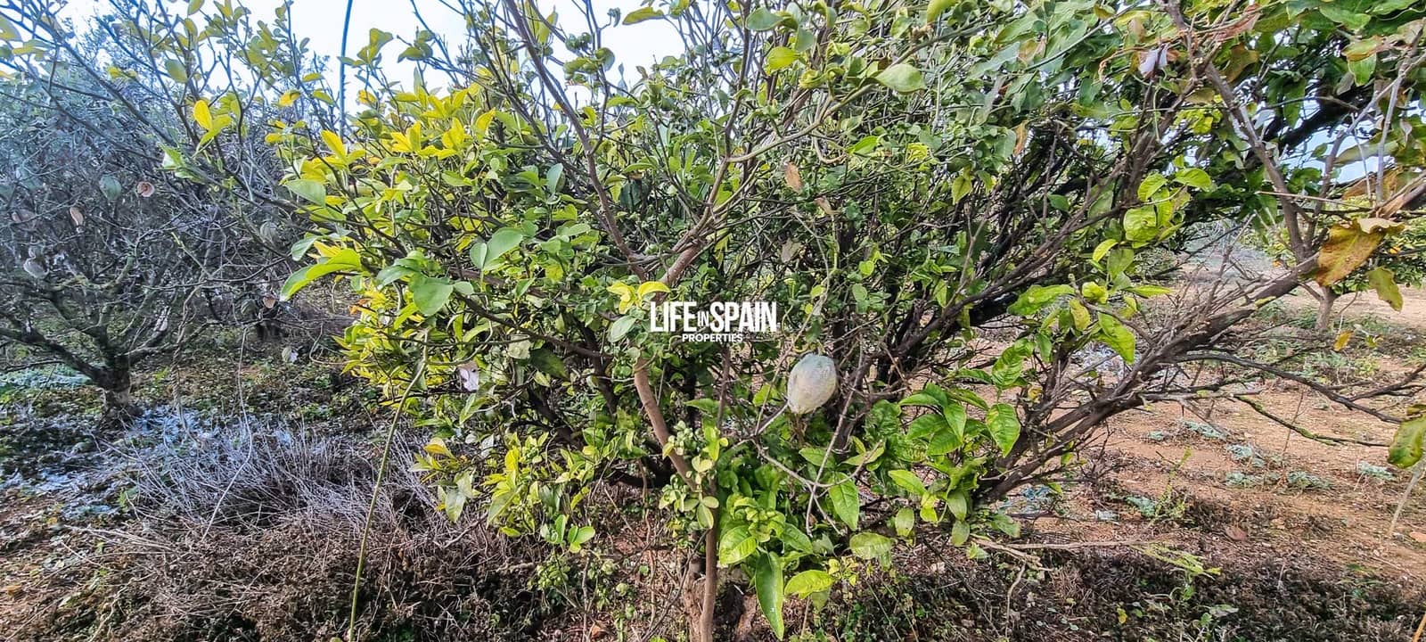 6 soverom Finca/Herregård til salgs i Vinallop - € 325 000 (Ref: 8776766)