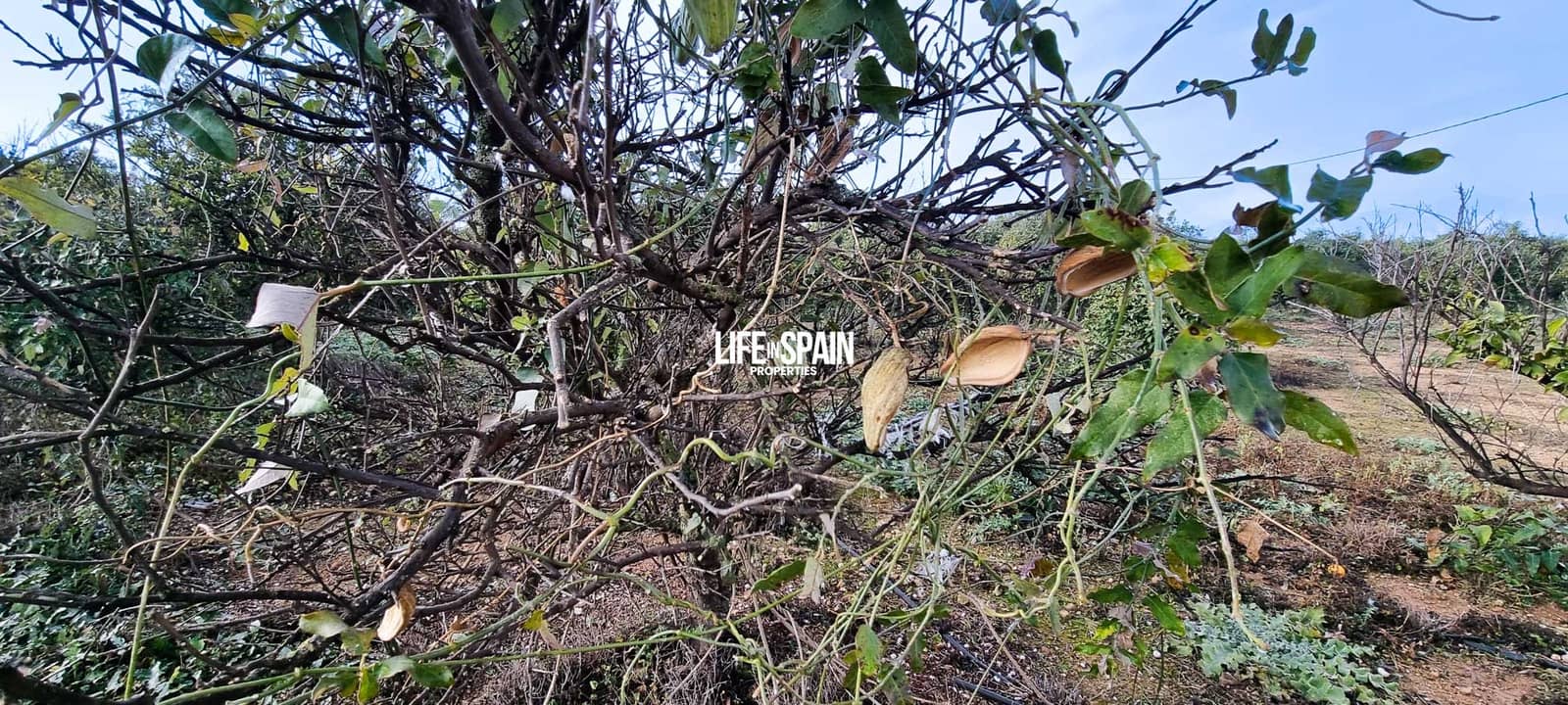 6 soverom Finca/Herregård til salgs i Vinallop - € 325 000 (Ref: 8776766)