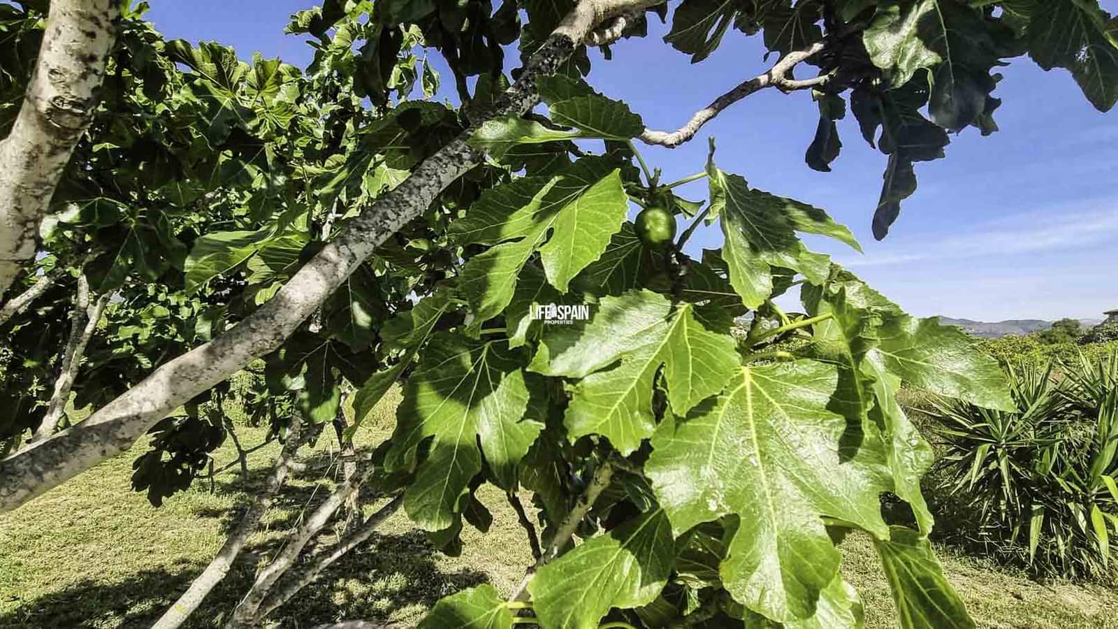 1 soveværelse Finca/Landehus til salg i Xerta - € 138.998 (Ref: 9004242)