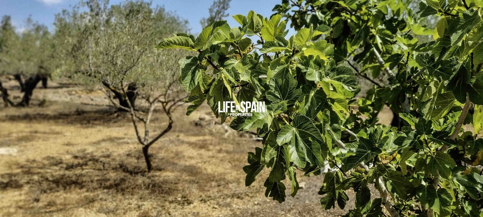 2 soveværelse Finca/Landehus til salg i Tortosa - € 49.900 (Ref: 9168999)