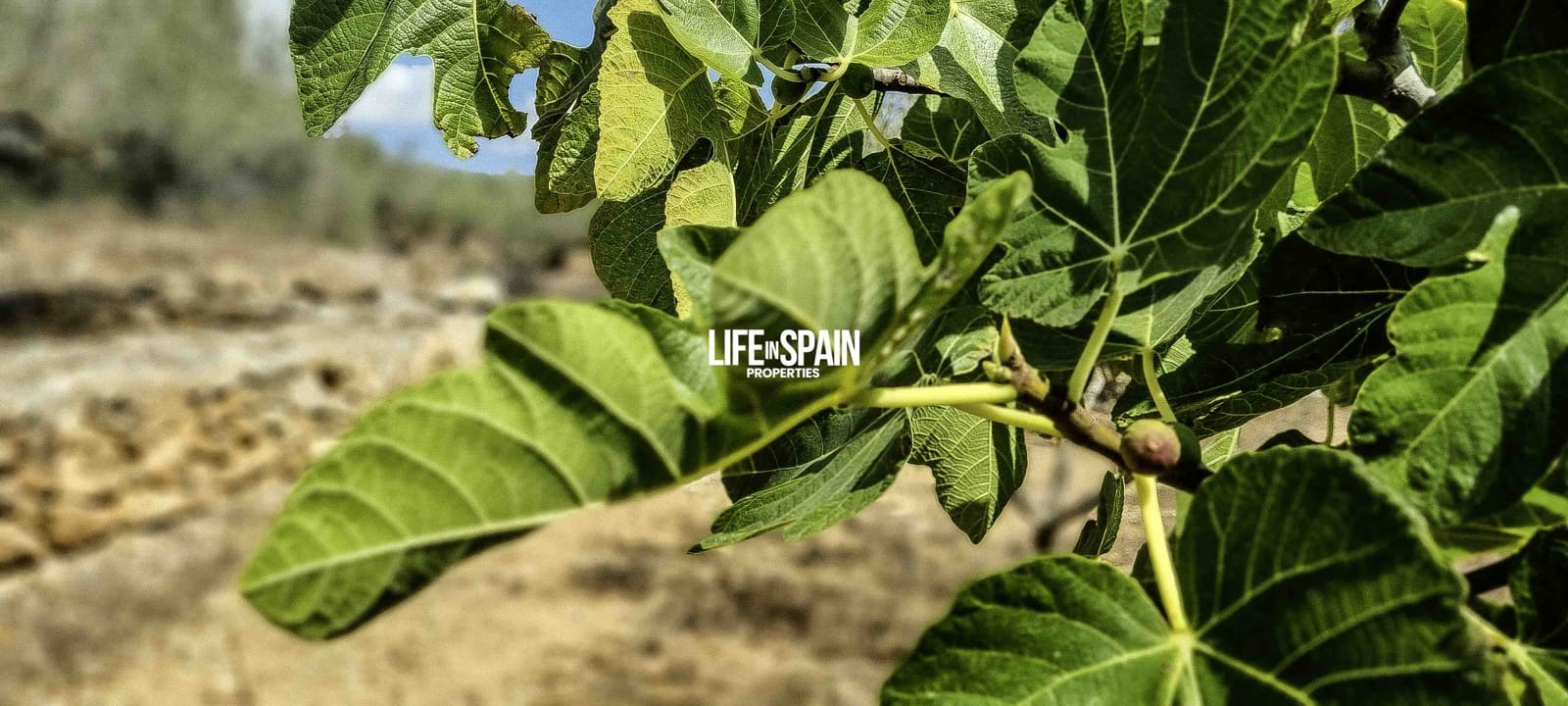 2 soveværelse Finca/Landehus til salg i Tortosa - € 49.900 (Ref: 9168999)