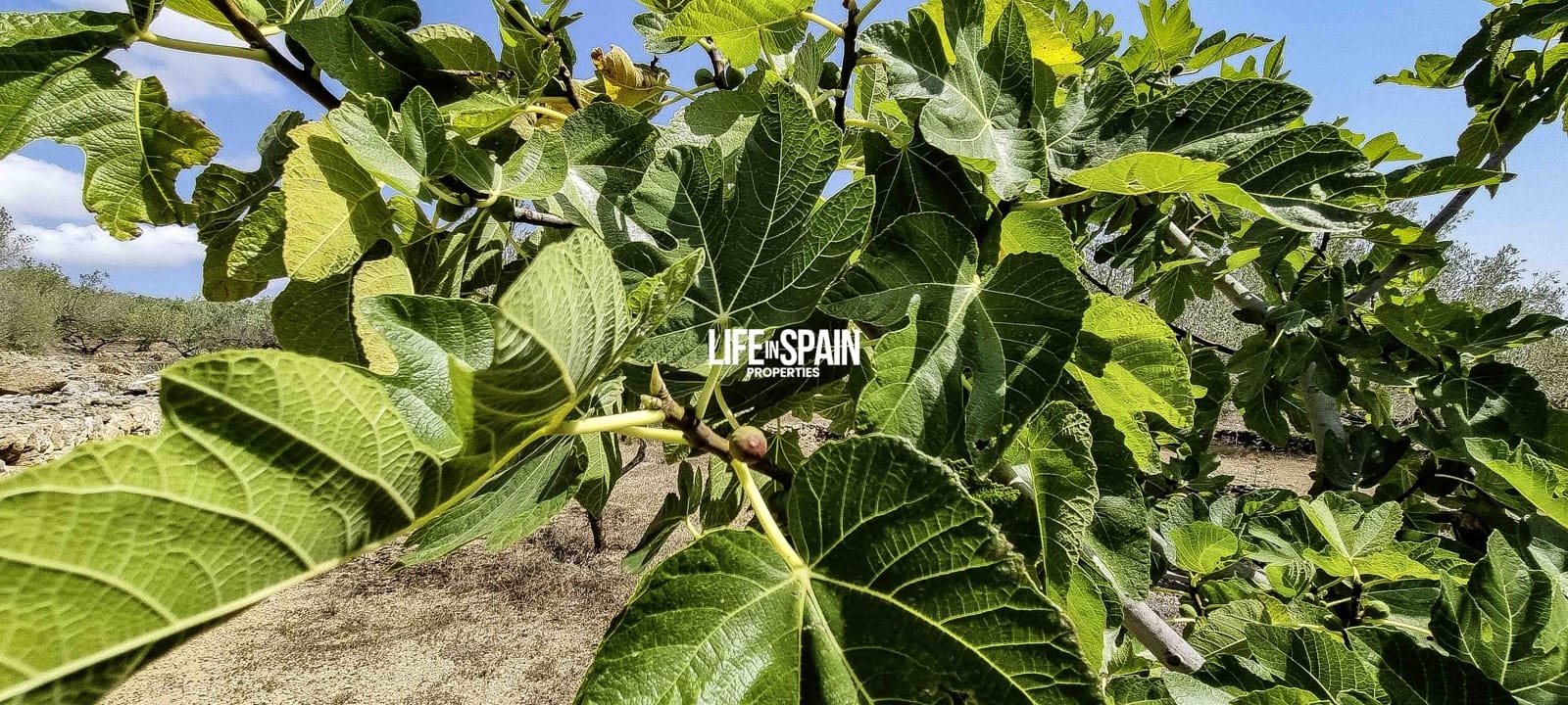 2 soveværelse Finca/Landehus til salg i Tortosa - € 49.900 (Ref: 9168999)