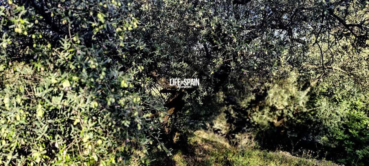 Finca/Landehus til salg i Roquetes - € 36.000 (Ref: 9348780)