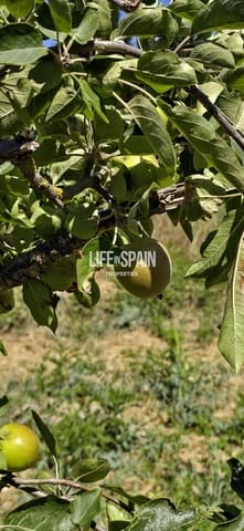 2 quarto Quinta/Casa Rural para venda em Ginestar - 160 000 € (Ref: 9893530)