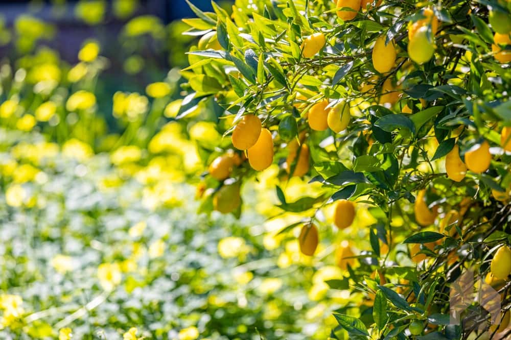 6 bedroom Villa for sale in Javea / Xabia - € 1,900,000 (Ref: 9720650)