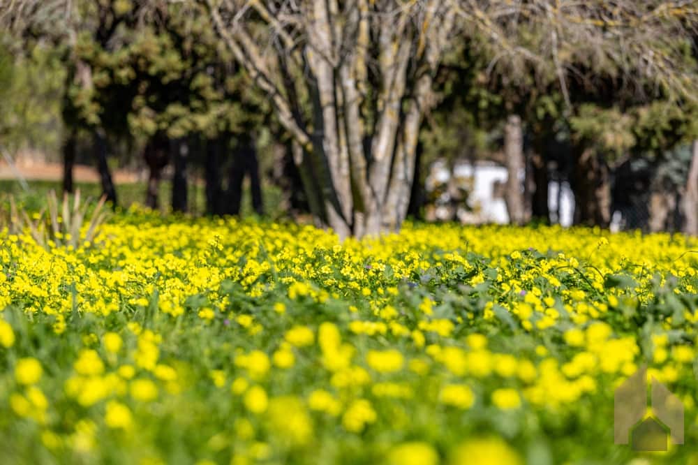 6 bedroom Villa for sale in Javea / Xabia - € 1,900,000 (Ref: 9720650)