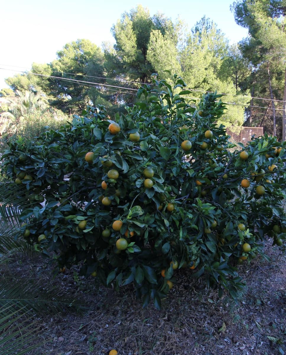 8 soverom Villa til salgs i Naquera med svømmebasseng garasje - € 398 000 (Ref: 8015744)