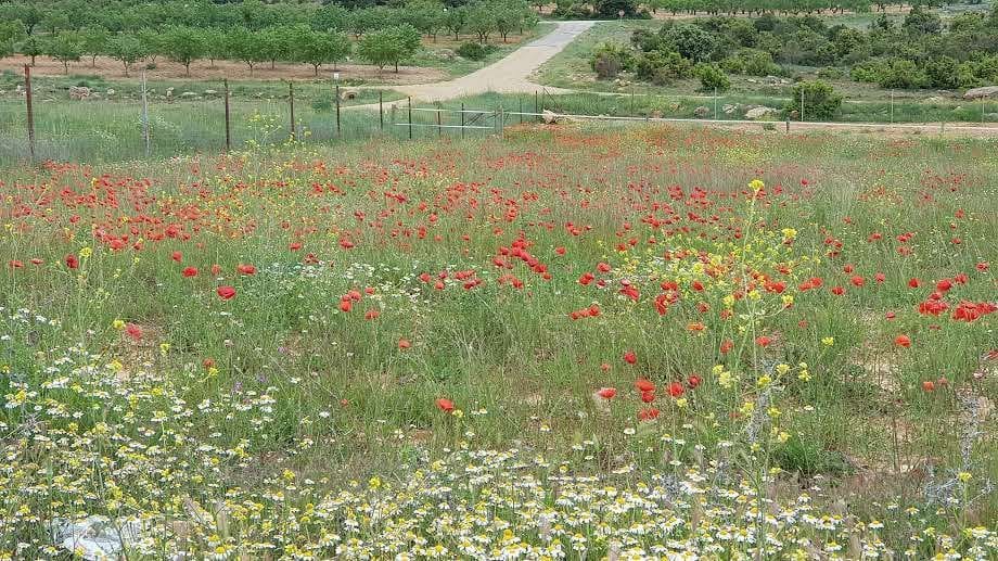 4 soveværelse Finca/Landehus til salg i Talayuelas med garage - € 480.000 (Ref: 8757487)