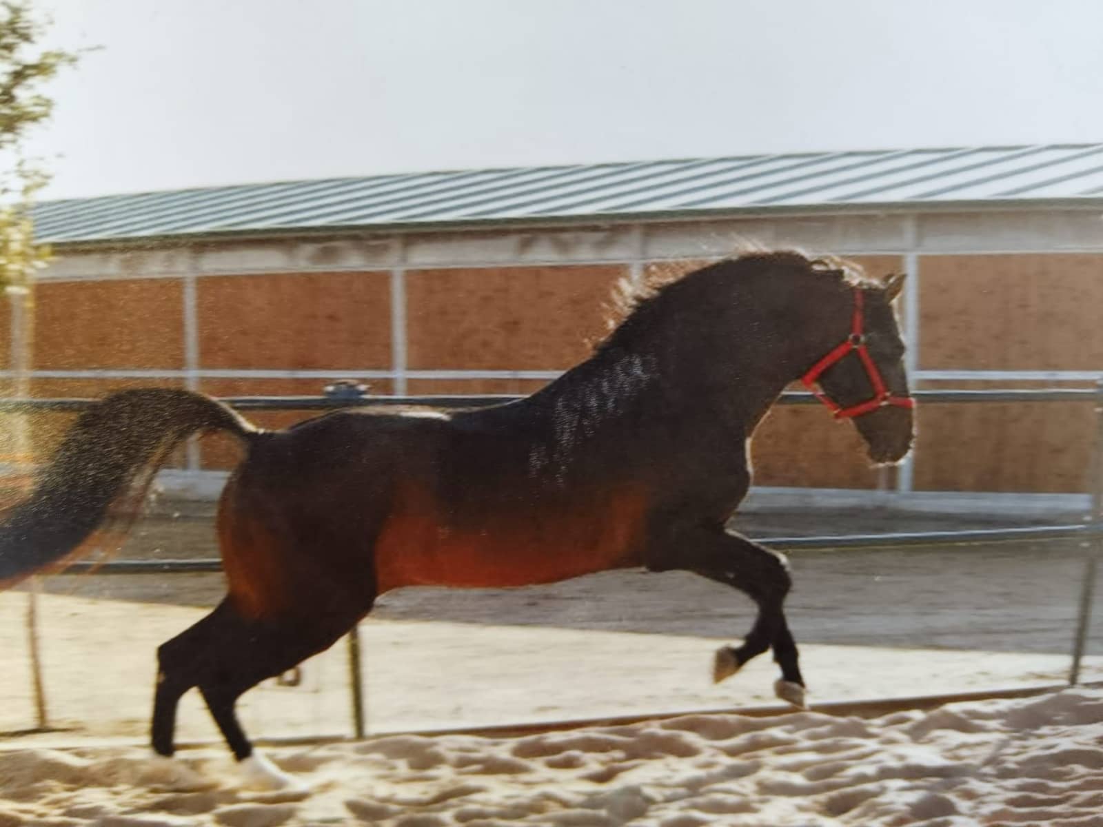 5 soveværelse Villa til salg i Almenara med garage - € 650.000 (Ref: 9022908)