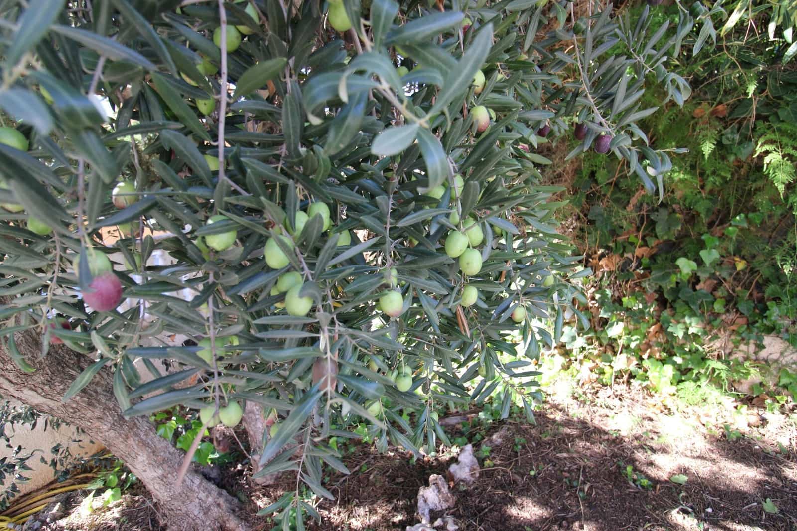 6 sovrum Villa till salu i Betera med pool garage - 940 000 € (Ref: 9371732)