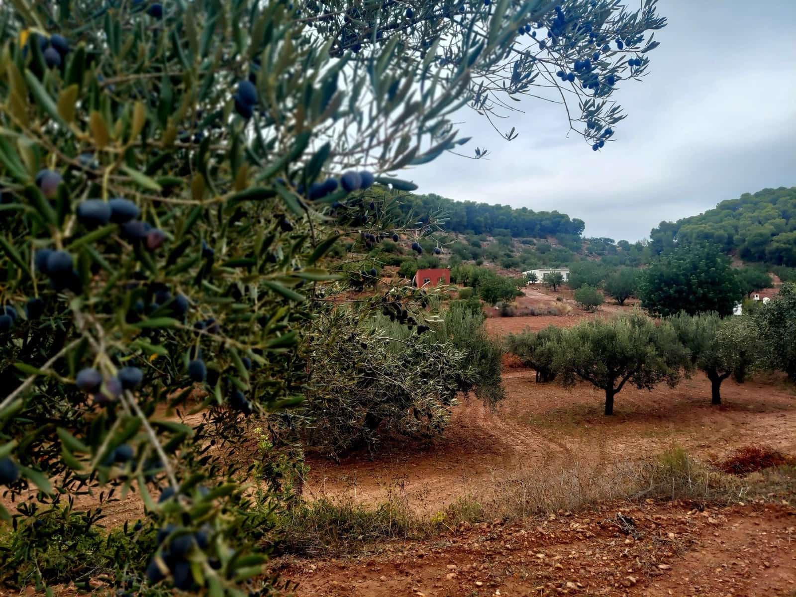 2 sovrum Finca/Hus på landet till salu i Olocau med pool garage - 120 000 € (Ref: 9451618)